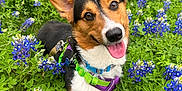Frankie is registered to the contest to win money with this photo: dog, corgi, flower_field, bluebonnet, greenery, outdoor, pet, canine, happy, tongue_out, ears_up, collar, harness, nature, spring, grass, smiling, closeup, animal, cute