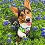 dog, corgi, flower_field, bluebonnet, greenery, outdoor, pet, canine, happy, tongue_out, ears_up, collar, harness, nature, spring, grass, smiling, closeup, animal, cute