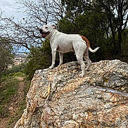 Milk a rejoint le concours — aidez-le/la à gagner de superbes lots ! dog, white_dog, brown_patch, rock, rocky_outcrop, tree, leafless_tree, green_tree, cloudy_sky, nature, outdoor, landscape, path, happy_dog, canine, animal, scenic_view, town_in_background, pet, standing