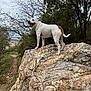dog, white_dog, brown_patch, rock, rocky_outcrop, tree, leafless_tree, green_tree, cloudy_sky, nature, outdoor, landscape, path, happy_dog, canine, animal, scenic_view, town_in_background, pet, standing