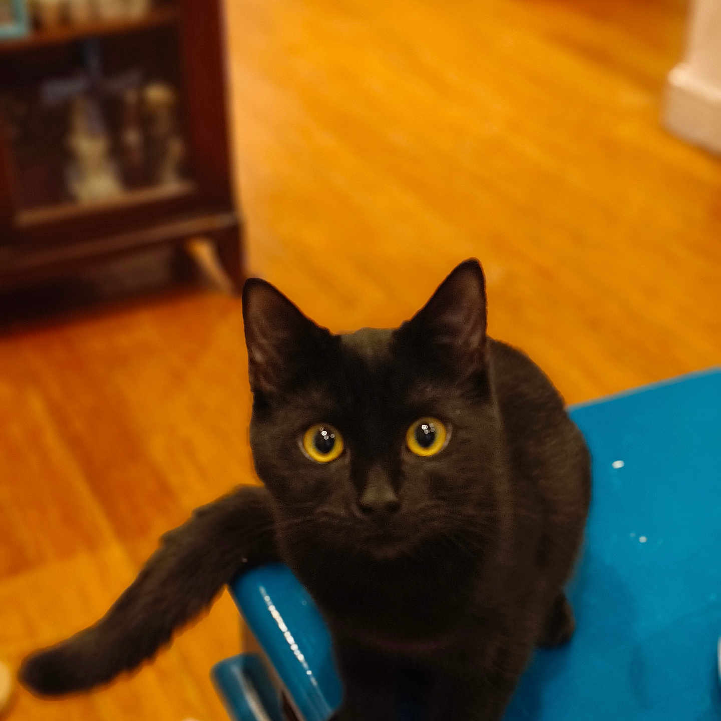 Tzuki joined the competition — help win amazing prizes! animal, black_cat, blue_surface, cat, close_up, curious, cute, domestic_cat, ears, feline, furniture, household, indoor, looking_up, mammal, pet, tail, whiskers, wooden_floor, yellow_eyes