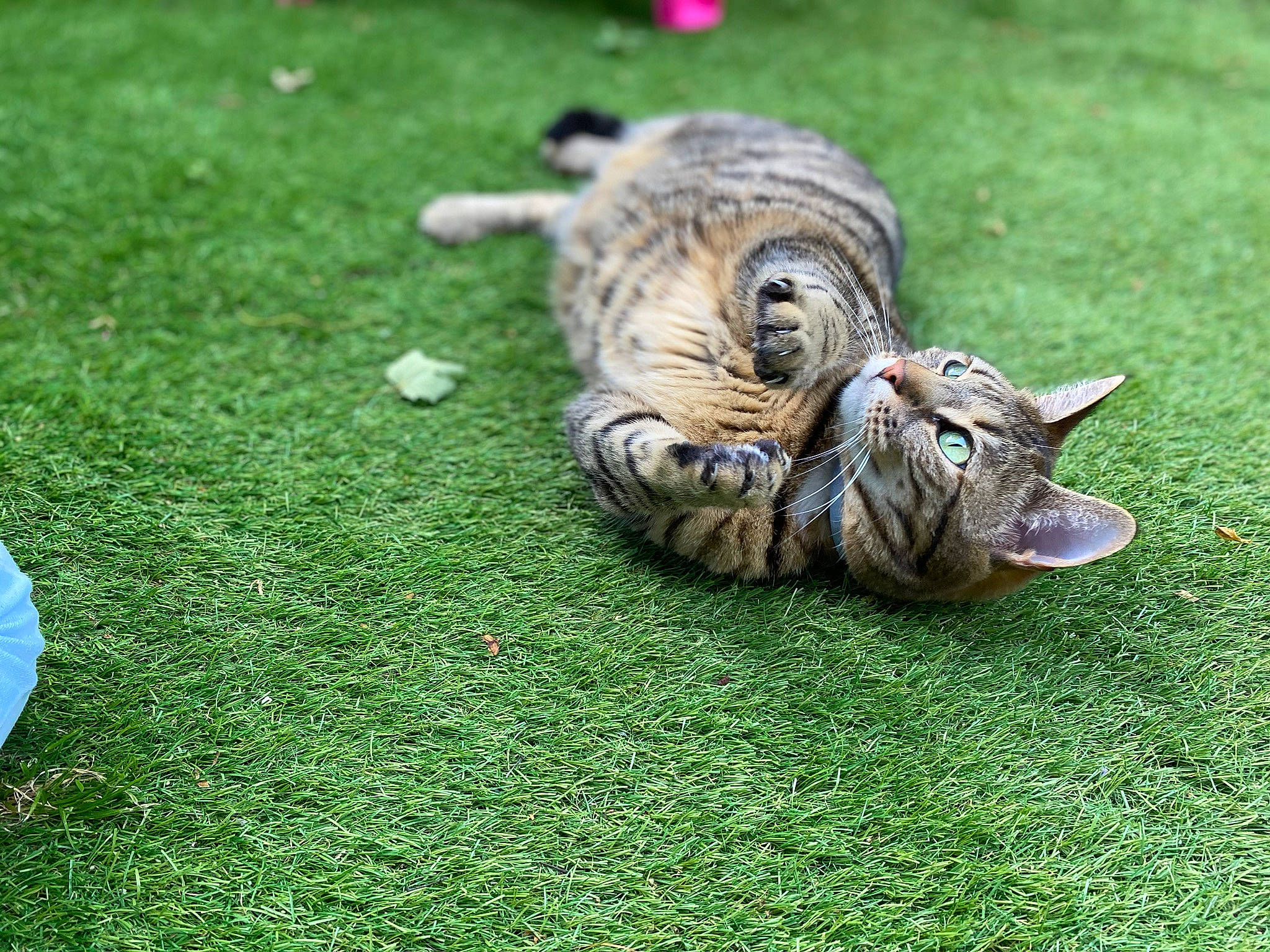 Chatchat participe au concours pour gagner de l'argent avec cette photo : bengal, carnivore, cat, domestic_short_haired_cat, dragon_li, european_shorthair, felidae, grass, kitten, lawn, ocicat, pixie_bob, plant, small_to_medium_sized_cats, tabby_cat, toyger, whiskers, wild_cat