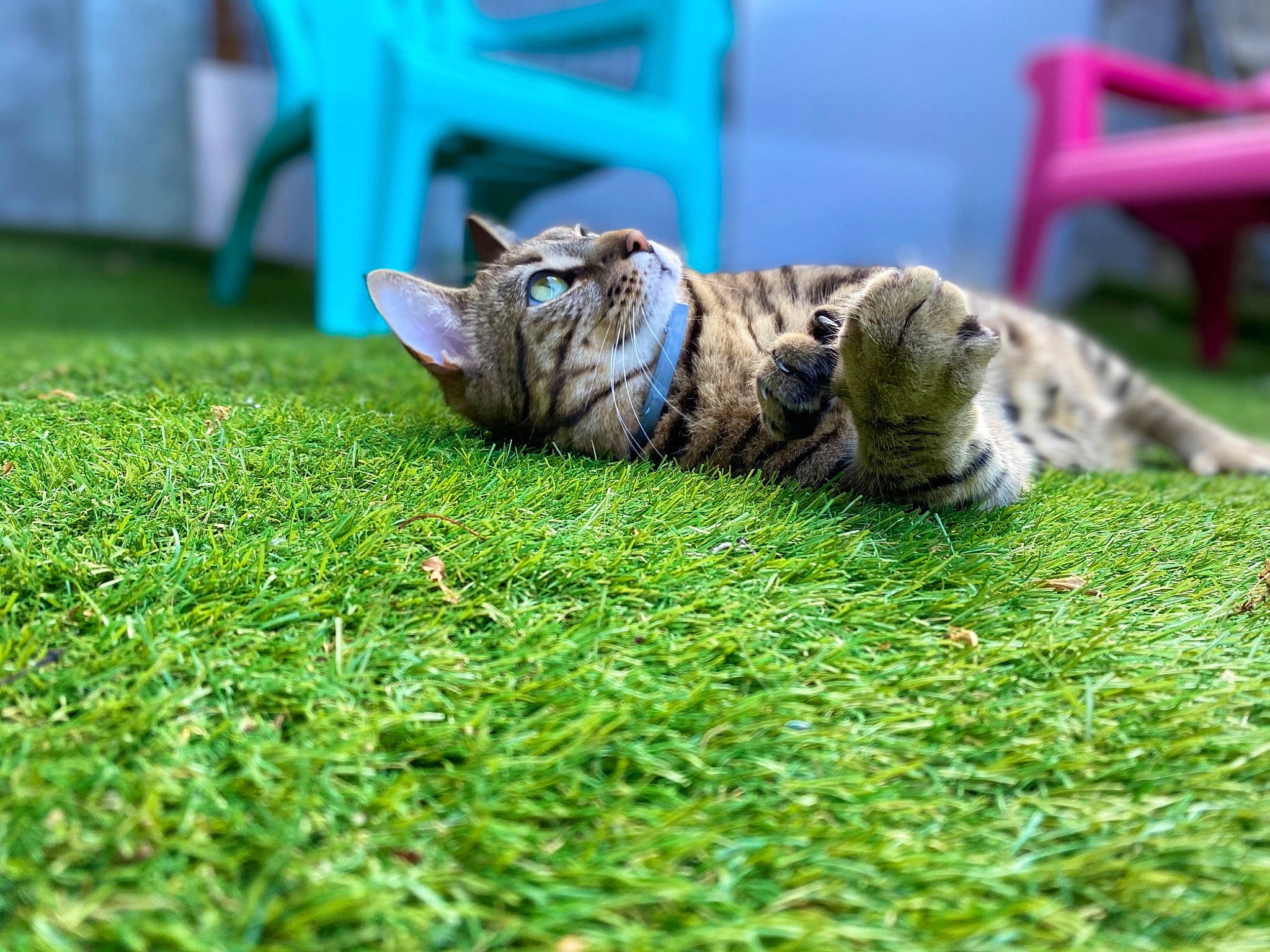 Chatchat participe au concours pour gagner de l'argent avec cette photo : american_shorthair, bengal, carnivore, cat, domestic_short_haired_cat, dragon_li, european_shorthair, felidae, grass, kitten, lawn, mammal, plant, small_to_medium_sized_cats, tabby_cat, toyger, vertebrate, whiskers, wild_cat, wildlife