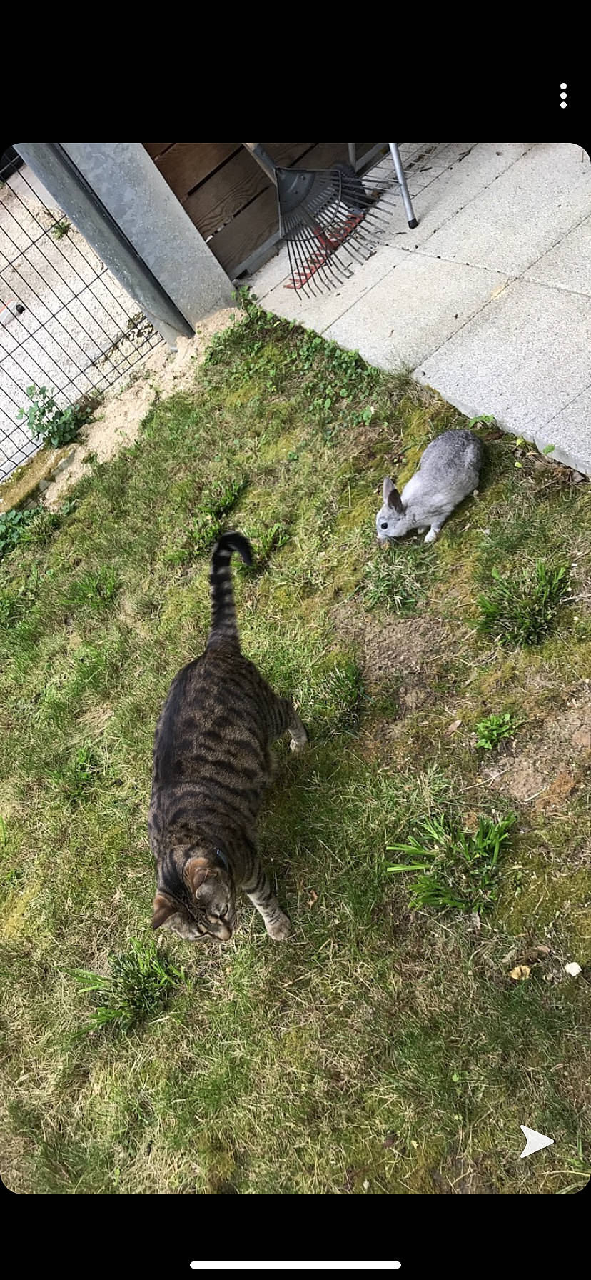 Chatchat participe au concours pour gagner de l'argent avec cette photo : bengal, carnivore, cat, european_shorthair, felidae, grass, lawn, plant, small_to_medium_sized_cats, tabby_cat, tail, wild_cat