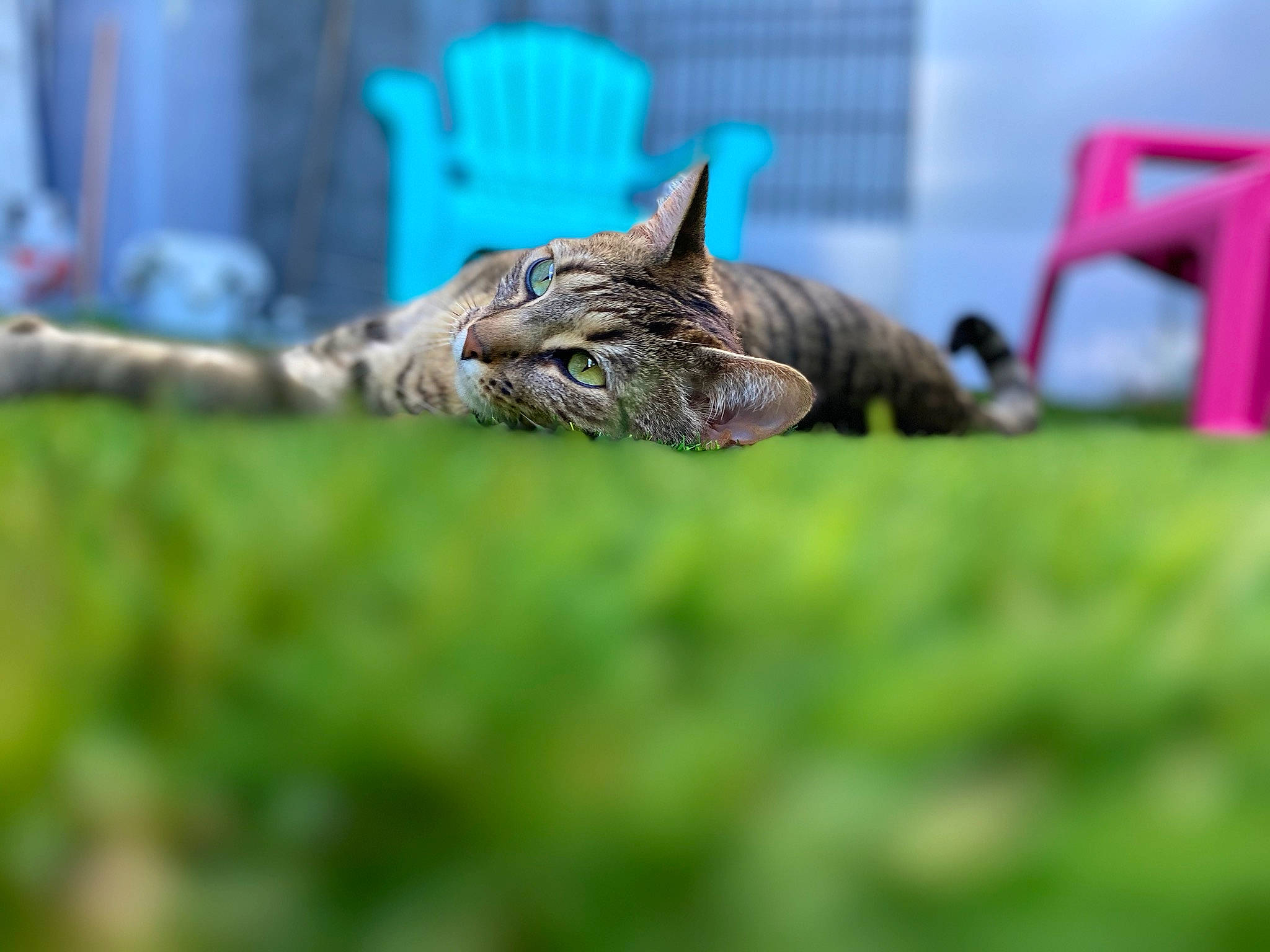 Chatchat a rejoint le concours — aidez-le/la à gagner de superbes lots ! bengal, carnivore, cat, domestic_short_haired_cat, dragon_li, european_shorthair, fawn, felidae, grass, green, kitten, plant, small_to_medium_sized_cats, snout, tabby_cat, tree, whiskers