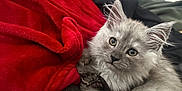 àrèș participe au concours pour gagner de l'argent avec cette photo : kitten, cat, gray_fur, fluffy, pet, indoor, couch, blanket, red_blanket, cozy, fur, cute, animal, young, whiskers, paw, relaxed, home, portrait, looking