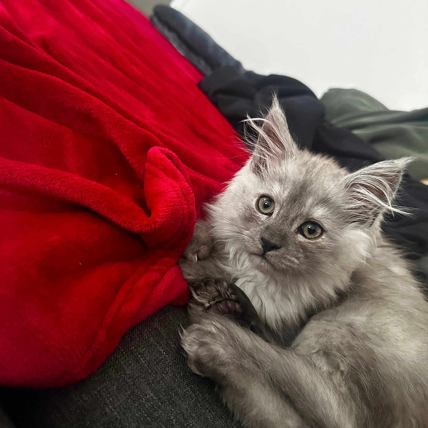 àrèș participe au concours pour gagner de l'argent avec cette photo : animal, blanket, cat, couch, cozy, cute, fluffy, fur, gray_fur, home, indoor, kitten, looking, paw, pet, portrait, red_blanket, relaxed, whiskers, young