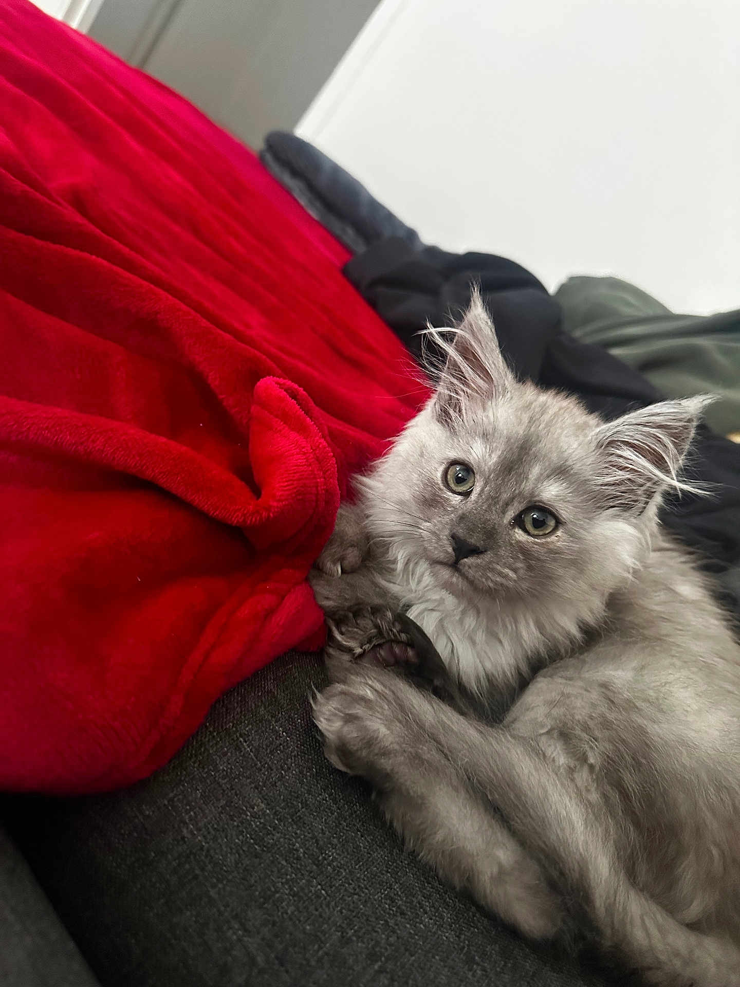 àrèș participe au concours pour gagner de l'argent avec cette photo : kitten, cat, gray_fur, fluffy, pet, indoor, couch, blanket, red_blanket, cozy, fur, cute, animal, young, whiskers, paw, relaxed, home, portrait, looking