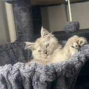 àrèș participe au concours pour gagner de l'argent avec cette photo : kitten, cat, pet, furry, sleepy, relaxed, cozy, indoor, animal, feline, bed, hammock, soft, grey, cute, ears, whiskers, paw, fur, resting