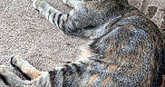 Winona is registered to the contest to win money with this photo: cat, tabby, pearl_necklace, animal, pet, feline, outdoor, concrete, relaxed, lying_down, striped, ear, whiskers, grass, metal, chair, collar, side_view, domestic, nature