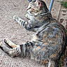 cat, tabby, pearl_necklace, animal, pet, feline, outdoor, concrete, relaxed, lying_down, striped, ear, whiskers, grass, metal, chair, collar, side_view, domestic, nature