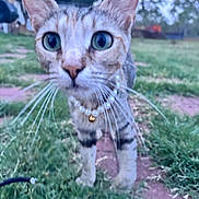 Winona joined the competition — help win amazing prizes! cat, animal, pet, grass, outdoor, necklace, closeup, curious, whiskers, ears, feline, nature, blurred_background, green, eyes, walking, daylight, muzzle, tabby, domestic_cat