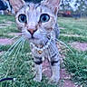 cat, animal, pet, grass, outdoor, necklace, closeup, curious, whiskers, ears, feline, nature, blurred_background, green, eyes, walking, daylight, muzzle, tabby, domestic_cat