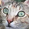 Winona joined the competition — help win amazing prizes! cat, close_up, green_eyes, whiskers, fur, animal, pet, face, cute, curious, nose, ears, portrait, outdoor, nature, feline, macro, sharp, detail, alert