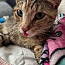 Winona joined the competition — help win amazing prizes! cat, tabby, tongue_out, close_up, pet, animal, whiskers, bed, blanket, cozy, fur, cute, indoor, relaxed, sleepy, pink, colorful, soft, resting, domestic_animal