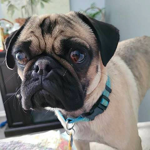 Bugsy joined the competition — help win amazing prizes! bored, canidae, carnivore, collar, companion_dog, dog, dog_breed, dog_collar, fawn, fur, non_sporting_group, plant, pug, snout, sporting_group, toy_dog, whiskers, working_animal, working_dog, wrinkle