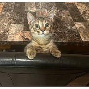 Mimi joined the competition — help win amazing prizes! animal, cat, chair, curious, cute, domestic, feline, fur, indoor, kitten, leather, looking_up, marble_surface, paws, pet, tabby, table, whiskers, wide_eyes, young_cat