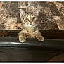 animal, cat, chair, curious, cute, domestic, feline, fur, indoor, kitten, leather, looking_up, marble_surface, paws, pet, tabby, table, whiskers, wide_eyes, young_cat