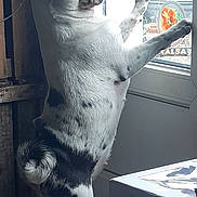 Miss Polly participe au concours pour gagner de l'argent avec cette photo : animal, black_and_white, blanket, blue_eyes, curious, dog, domestic, floor, glass_door, indoor, looking_out, natural_light, pet, pug, rustic, spot, standing, tail, window, wooden_furniture