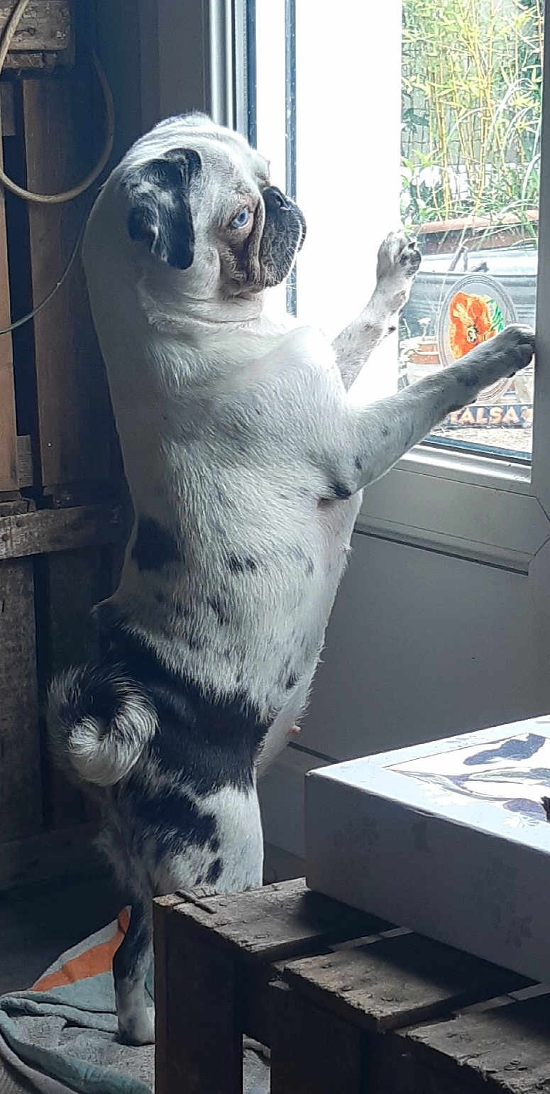 Miss Polly participe au concours pour gagner de l'argent avec cette photo : animal, black_and_white, blanket, blue_eyes, curious, dog, domestic, floor, glass_door, indoor, looking_out, natural_light, pet, pug, rustic, spot, standing, tail, window, wooden_furniture
