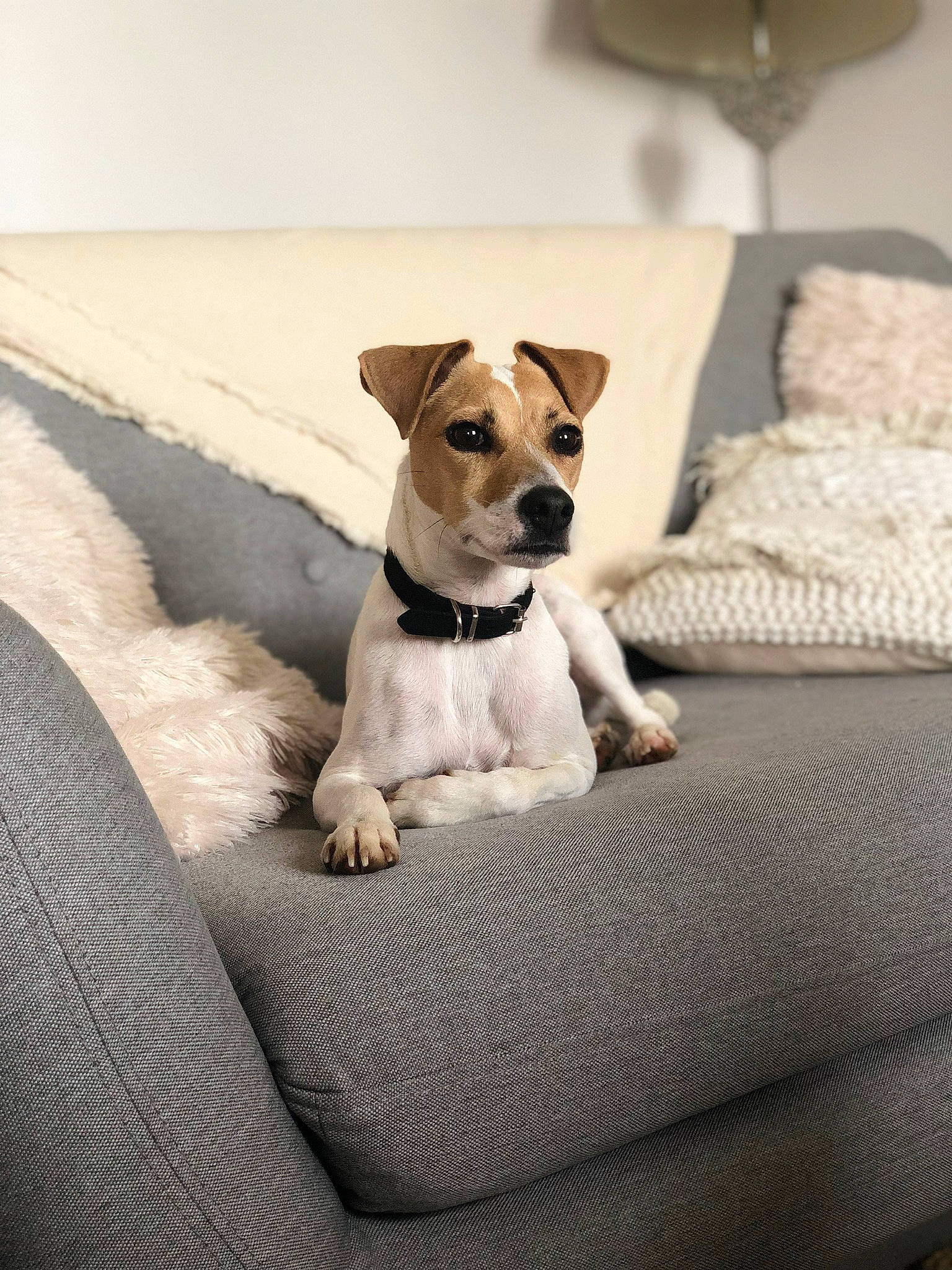 Juna participe au concours pour gagner de l'argent avec cette photo : canidae, carnivore, chair, collar, comfort, companion_dog, couch, dog, dog_breed, fawn, fur, furniture, linens, paw, small_terrier, snout, sporting_group, terrier, toy_dog, whiskers
