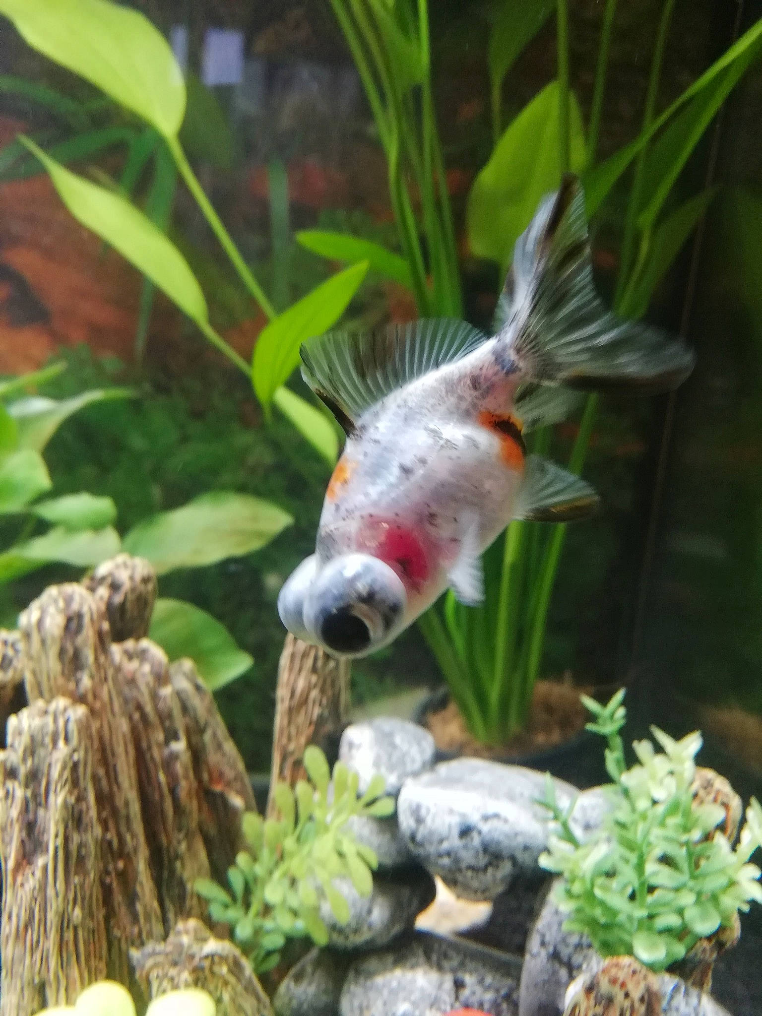 Neneuille a rejoint le concours — aidez-le/la à gagner de superbes lots ! aquarium, aquarium_decor, aquatic_plant, bony_fish, botany, feeder_fish, fish, fish_supply, freshwater_aquarium, goldfish, koi, marine_biology, organism, plant, tail