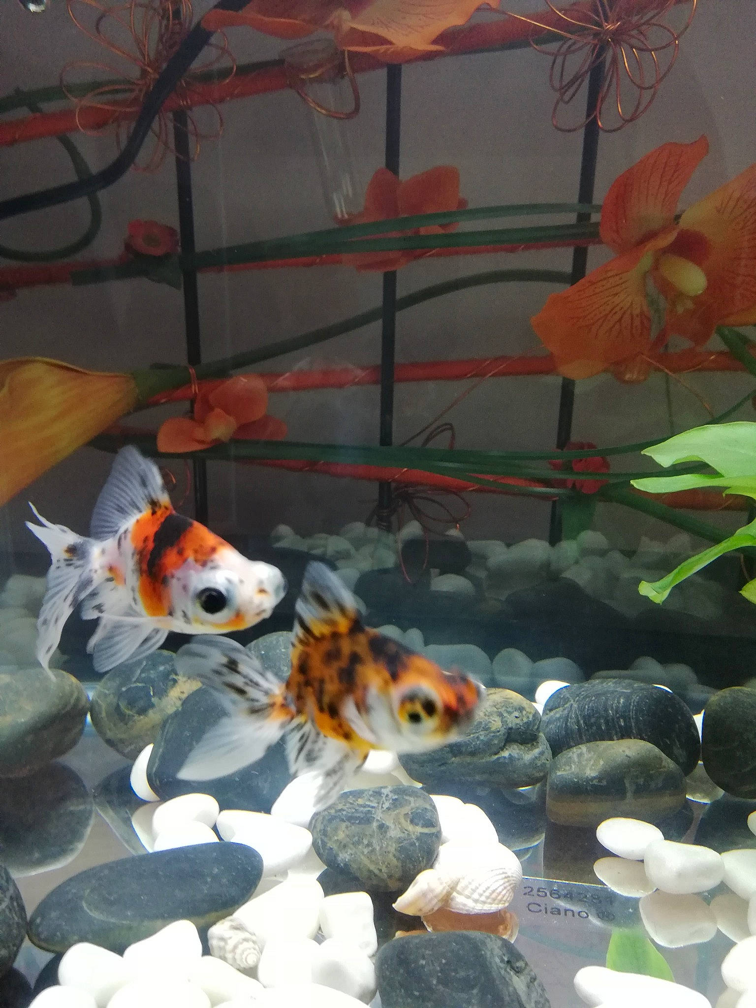 Aïe Caramba participe au concours pour gagner de l'argent avec cette photo : aquarium, bony_fish, feeder_fish, fish, freshwater_aquarium, goldfish, koi, organism, pond, ray_finned_fish, tail