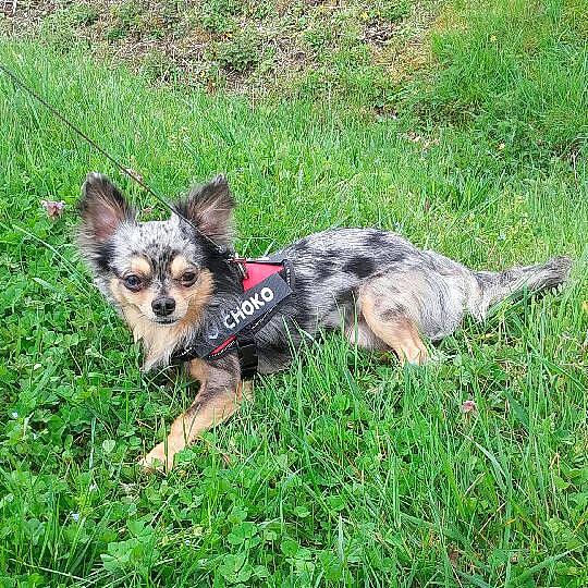 Choko participe au concours pour gagner de l'argent avec cette photo : australian_silky_terrier, australian_terrier, canidae, carnivore, companion_dog, dog, dog_breed, grass, mammal, norwich_terrier, plant, puppy, rare_breed_dog, sporting_group, terrier, texas_heeler, vertebrate, yorkshire_terrier