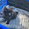 cat, kitten, black_cat, blue_eyes, animal, pet, feline, fur, whiskers, ears, tail, blanket, crate, blue, gray, cozy, indoors, portrait, cute, resting