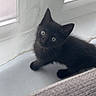 Bagheera a rejoint le concours — aidez-le/la à gagner de superbes lots ! black_kitten, cat, pet, animal, feline, sitting, lying_down, curious, blue_eyes, whiskers, pointed_ears, black_fur, window, indoors, cozy, blanket, cushion, soft_light, portrait, cute