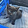 Bagheera