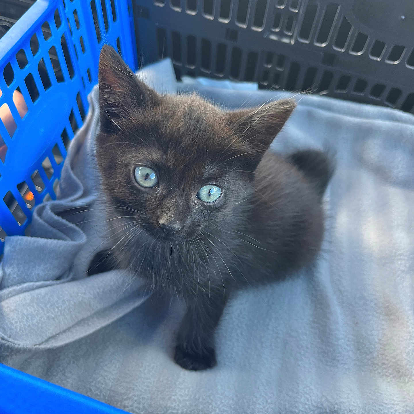 Bagheera