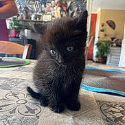 Bagheera a rejoint le concours — aidez-le/la à gagner de superbes lots ! black_cat, kitten, animal, pet, feline, sitting, indoor, living_room, rug, patterned_rug, blue_eyes, whiskers, ears, fur, cute, portrait, close_up, home, furniture, playful