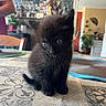 black_cat, kitten, animal, pet, feline, sitting, indoor, living_room, rug, patterned_rug, blue_eyes, whiskers, ears, fur, cute, portrait, close_up, home, furniture, playful