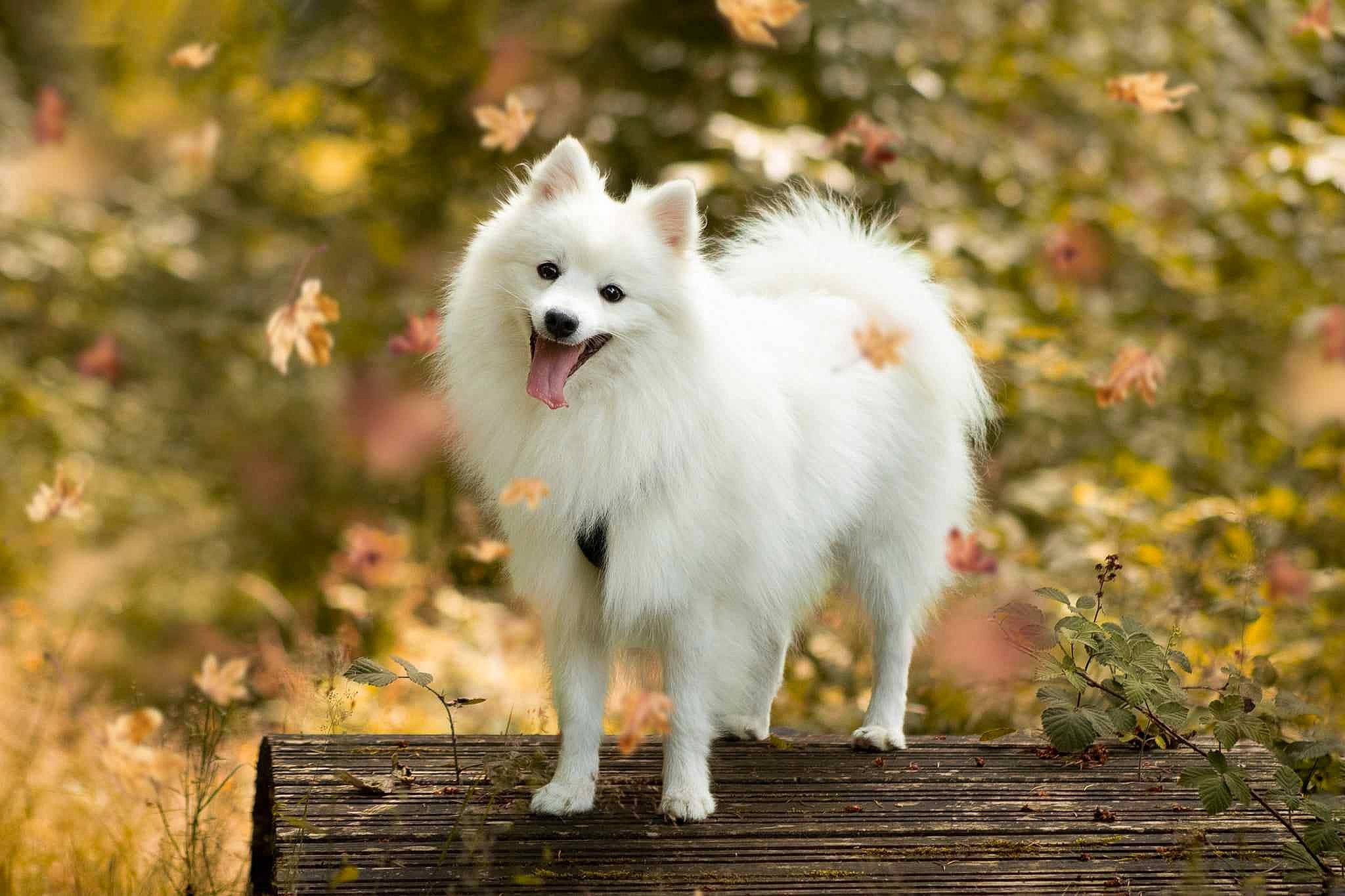 Shadow a rejoint le concours — aidez-le/la à gagner de superbes lots ! american_eskimo_dog, canidae, carnivore, companion_dog, dog, dog_breed, fawn, fur, german_spitz_klein, grass, non_sporting_group, plant, spitz, sporting_group, tail, terrestrial_animal, windscreen_wiper, working_animal