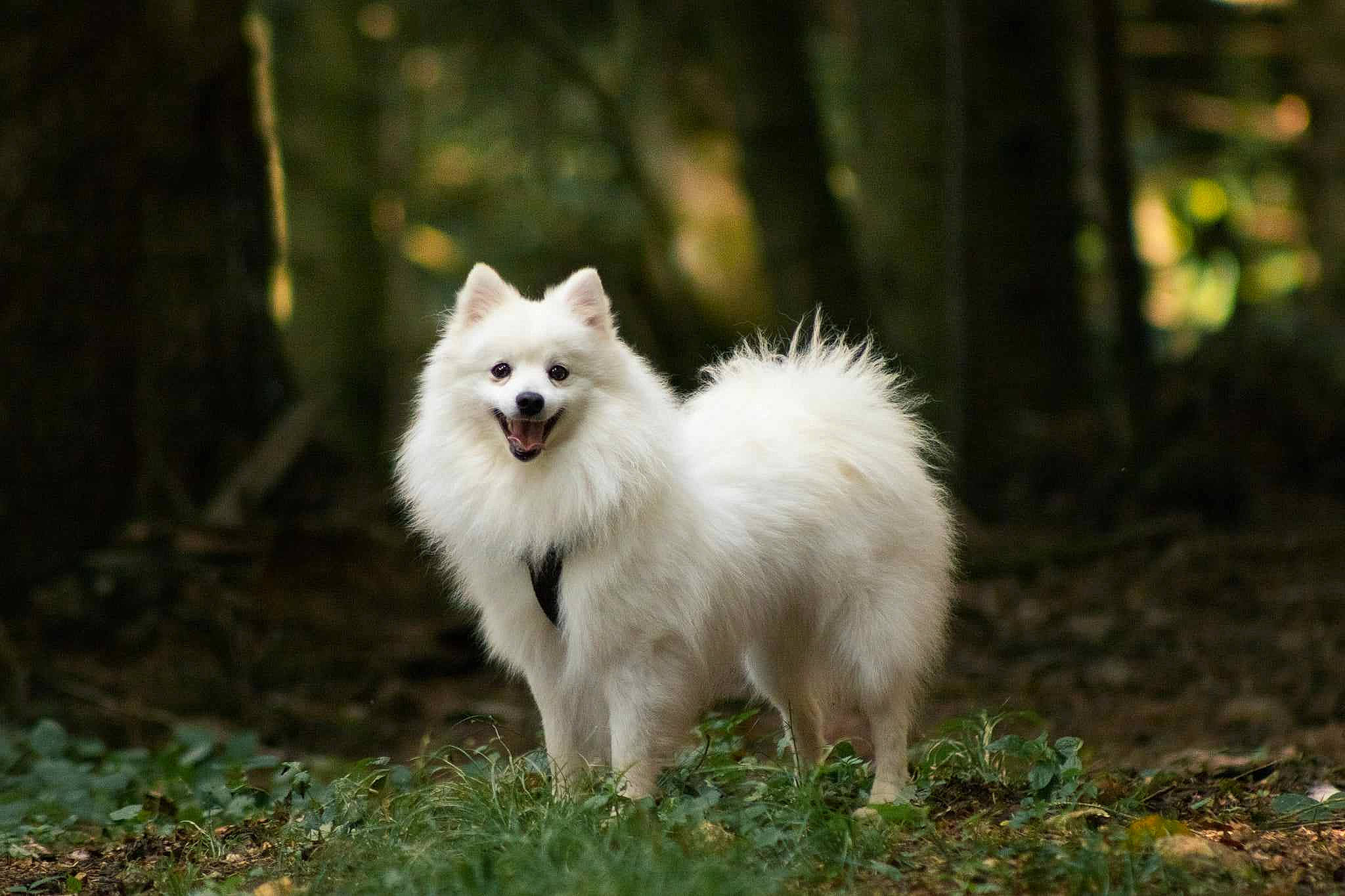 Shadow a rejoint le concours — aidez-le/la à gagner de superbes lots ! canidae, carnivore, companion_dog, dog, dog_breed, fur, grass, indian_spitz, japanese_spitz, non_sporting_group, plant, spitz, terrestrial_animal, tree, wildlife
