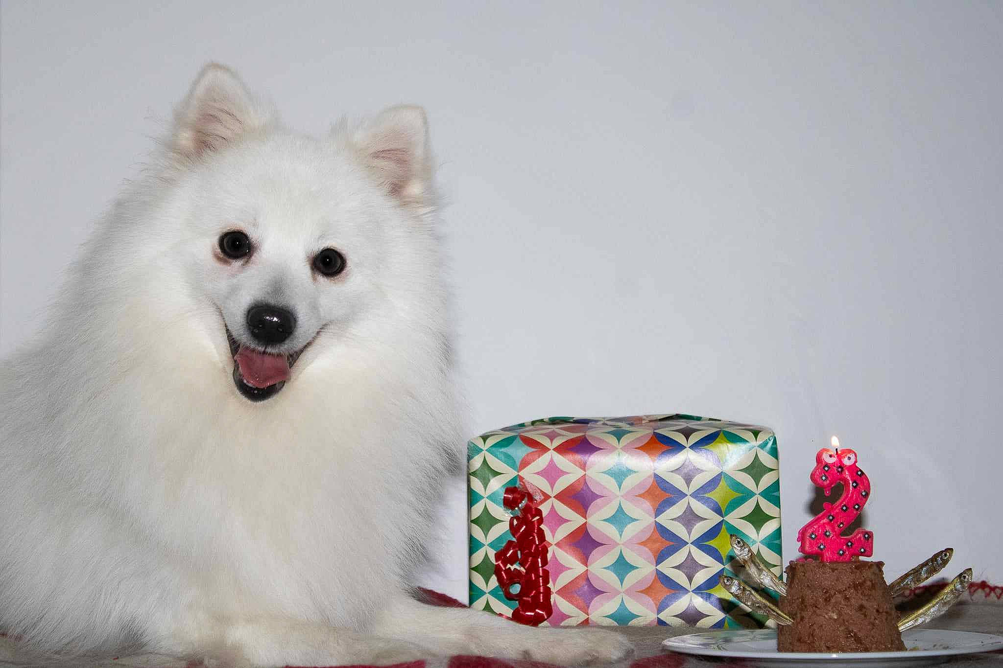 Shadow a rejoint le concours — aidez-le/la à gagner de superbes lots ! cake_decorating, cake_decorating_supply, carnivore, companion_dog, cup, dishware, dog, dog_breed, drinkware, event, fang, fur, japanese_spitz, plate, serveware, snout, spitz, sugar_cake, tableware, whiskers