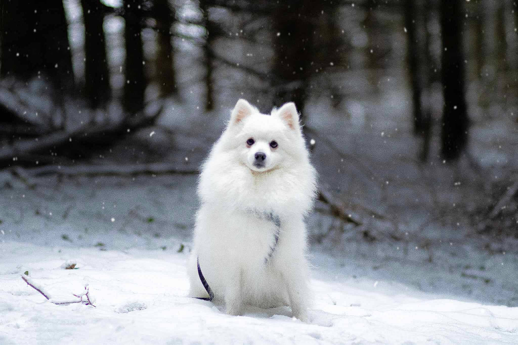 Shadow participe au concours pour gagner de l'argent avec cette photo : arctic, arctic_fox, canidae, canis, carnivore, companion_dog, dog, dog_breed, freezing, fur, japanese_spitz, snout, snow, spitz, sporting_group, tail, terrestrial_animal, volpino_italiano, wildlife, winter