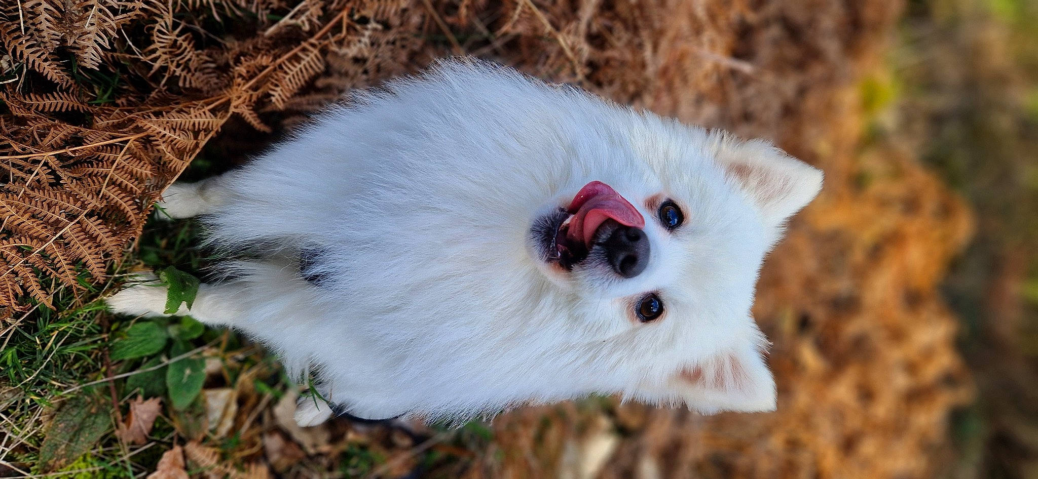 Shadow participe au concours pour gagner de l'argent avec cette photo : canidae, carnivore, companion_dog, dog, dog_breed, eyelash, fawn, fur, marsupial, snout, terrestrial_animal, tree, whiskers, wildlife