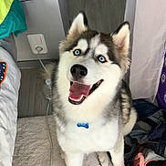 Kaïdo a rejoint le concours — aidez-le/la à gagner de superbes lots ! dog, siberian_husky, blue_eyes, pet, indoor, smiling, happy, carpet, fur, canine, collar, tongue_out, cute, animal, domestic, floor, clothes, bag, household, portrait