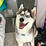 dog, siberian_husky, blue_eyes, pet, indoor, smiling, happy, carpet, fur, canine, collar, tongue_out, cute, animal, domestic, floor, clothes, bag, household, portrait