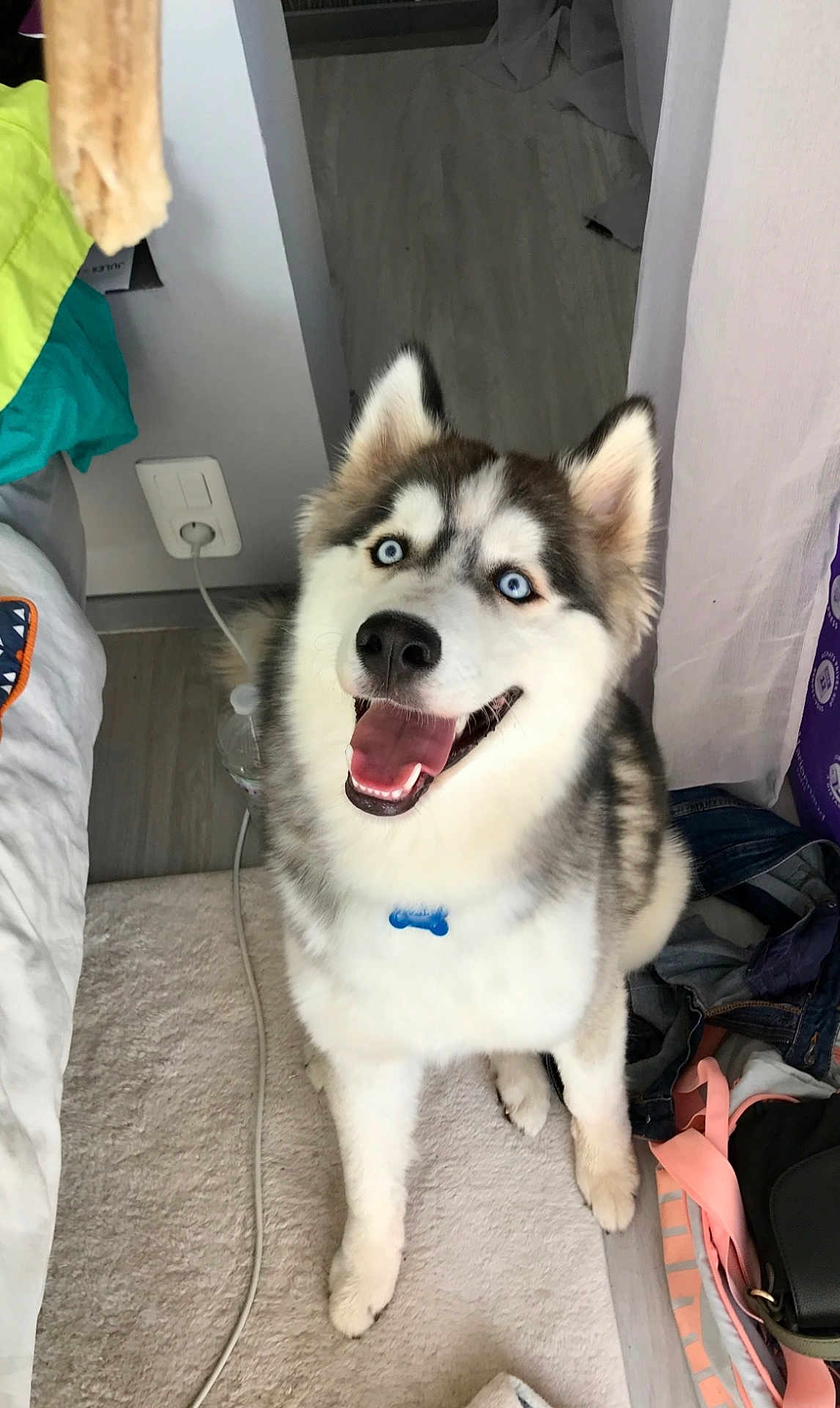 Kaïdo a rejoint le concours — aidez-le/la à gagner de superbes lots ! dog, siberian_husky, blue_eyes, pet, indoor, smiling, happy, carpet, fur, canine, collar, tongue_out, cute, animal, domestic, floor, clothes, bag, household, portrait