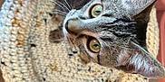 Spicy joined the competition — help win amazing prizes! cat, tabby, crochet, basket, curious, pet, animal, indoor, feline, whiskers, ears, tail, yarn, handmade, cozy, looking_up, closeup, domestic_cat, table, home