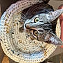 cat, tabby, crochet, basket, curious, pet, animal, indoor, feline, whiskers, ears, tail, yarn, handmade, cozy, looking_up, closeup, domestic_cat, table, home