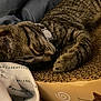 Spicy joined the competition — help win amazing prizes! cat, tabby, sleeping, close_up, pet, feline, fur, whiskers, paw, collar, indoor, blanket, texture, cardboard, relaxation, cozy, nap, resting, animal, domestic