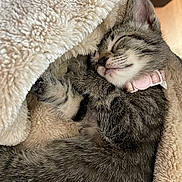 Spicy joined the competition — help win amazing prizes! kitten, cat, sleeping, cozy, blanket, fur, pet, cute, pink_collar, resting, animal, indoor, soft, tabby, young_cat, closeup, relaxation, napping, warm, feline