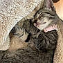 kitten, cat, sleeping, cozy, blanket, fur, pet, cute, pink_collar, resting, animal, indoor, soft, tabby, young_cat, closeup, relaxation, napping, warm, feline