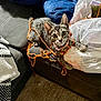 Spicy is registered to the contest to win money with this photo: kitten, cat, yarn, orange_string, plastic_bag, couch, indoor, pet, curious, playful, tabby, fur, whiskers, claws, collar, home, carpet, fabric, furniture, animal