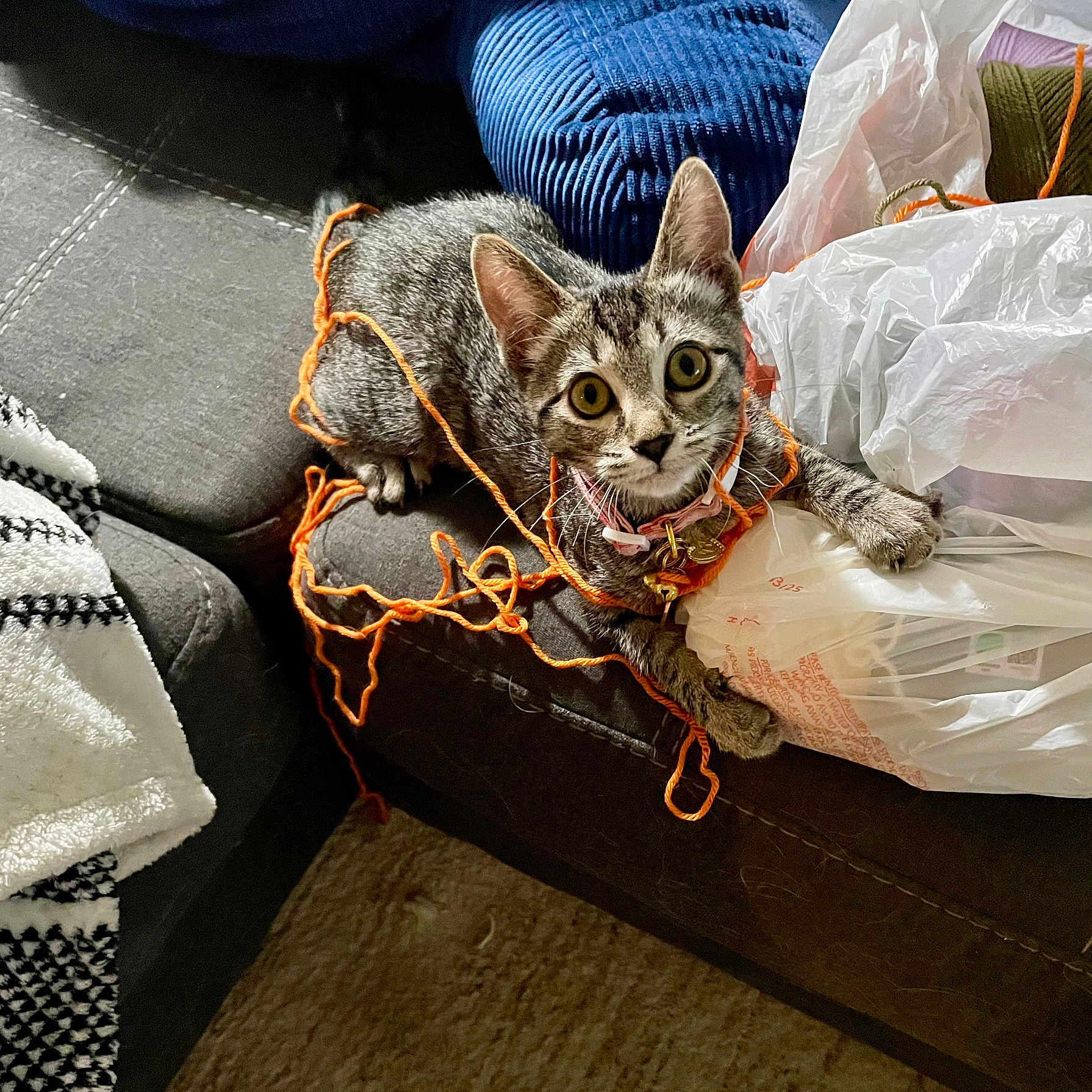 Spicy is registered to the contest to win money with this photo: animal, carpet, cat, claws, collar, couch, curious, fabric, fur, furniture, home, indoor, kitten, orange_string, pet, plastic_bag, playful, tabby, whiskers, yarn