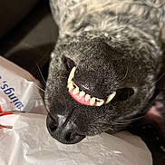June joined the competition — help win amazing prizes! animal, black_nose, canine, close_up, detail, dog, funny_expression, fur, indoor, lying_down, mouth, nose, pet, plastic_bag, playful, portrait, resting, snout, teeth, whiskers